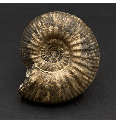 10,000+ Ammonites for Sale: A Rare Opportunity to Own Fossils from the Past