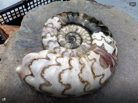 10,000+ Ammonites for Sale: Discover the Wonders of Ancient Fossils