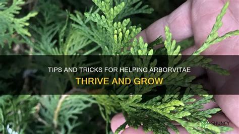 10,000+ Arborvitae Fertilizing Tips and Tricks