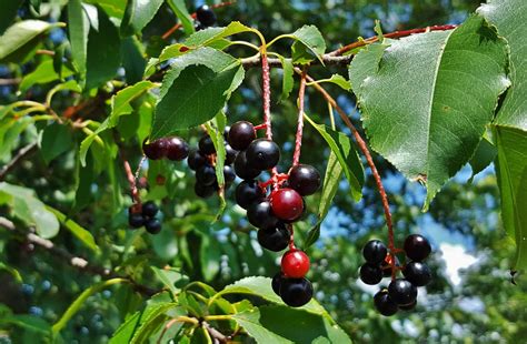 10,000+ Binge-Worthy Facts About Black Cherry