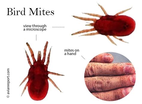 10,000+ Bird Mites in Your Home: A Quick Response Guide