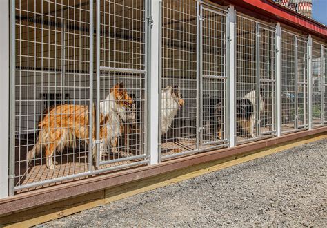 10,000+ Board Dog Kennels Near You: The Ultimate Guide