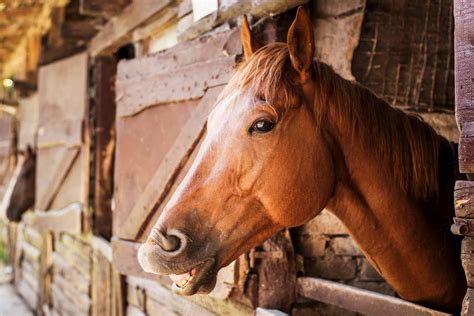 10,000+ Boarding Horses Near Me: The Ultimate Guide