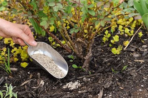 10,000+ Burning Bush Fertilizer Tips: Transform Your Shrubs!