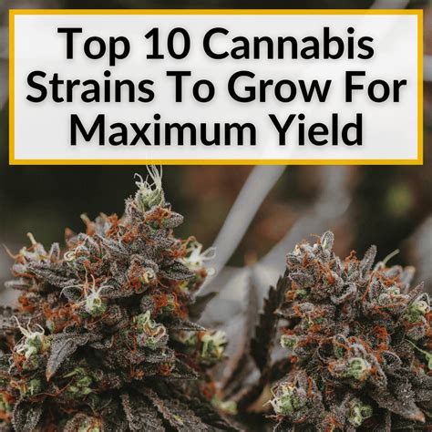 10,000+ Character Deep Dive on Fertilizer for Weed Flowering: Unleashing Maximum Yields