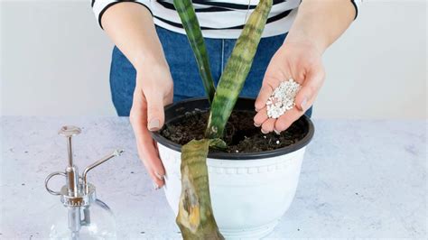 10,000+ Character Guide: Supercharge Your Snake Plant with the Perfect Fertilizer