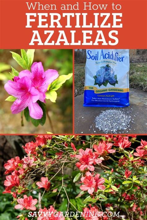 10,000+ Character Guide to Azaleas Fertilizer: Nourishing Your Blooms