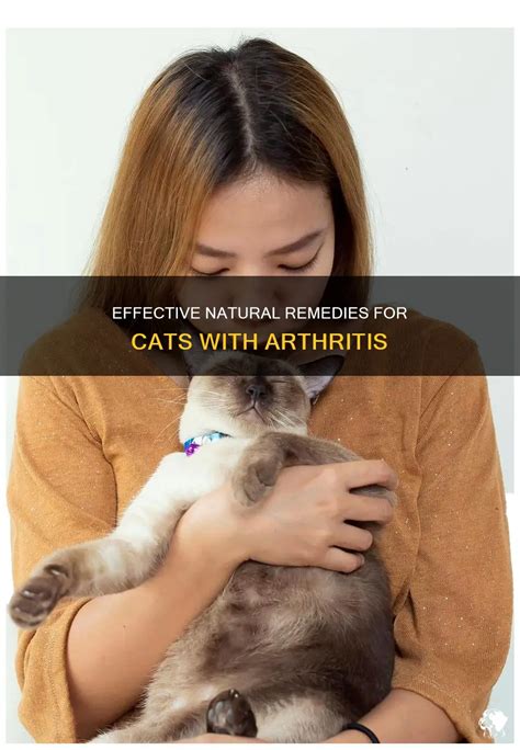 10,000+ Characters of All You Need to Know About Arthritis in Cats Treatment