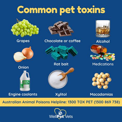 10,000+ Deadly Toxins Lurking in Your Home: Ultimate Guide to Animal Poison Control