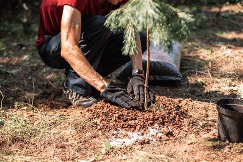 10,000+ Facts About Fertilizer for Pine Trees You Need to Know