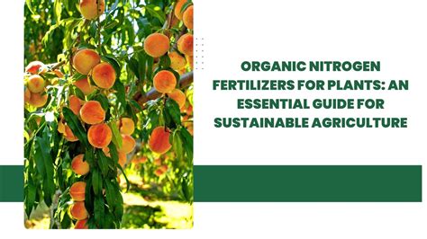 10,000+ Facts About Organic Nitrogen Fertilizers: Discover the Secrets of Sustainable Crop Growth