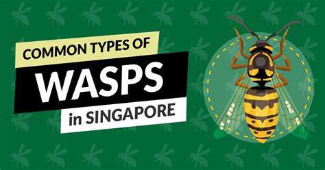 10,000+ Facts and Figures About Wasps in Singapore