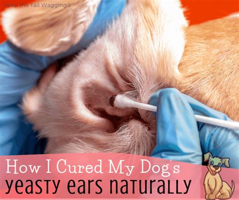 10,000+ Genius Tips for Treating Ear Yeast Infections in Dogs