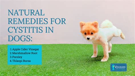 10,000+ Home Remedies for Cystitis in Dogs