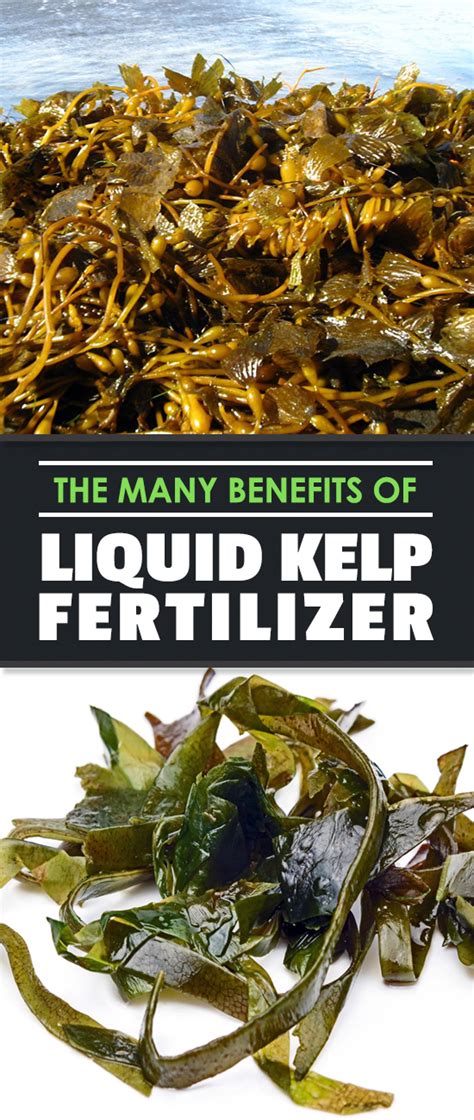 10,000+ Incredible Benefits of Kelp and Seaweed Fertilizer