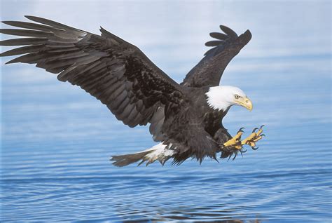 10,000+ Legal Eagles Soar High in New Jersey