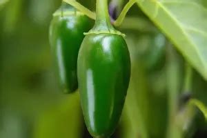 10,000+ Must-Know Jalapeno Fertilizer Tips