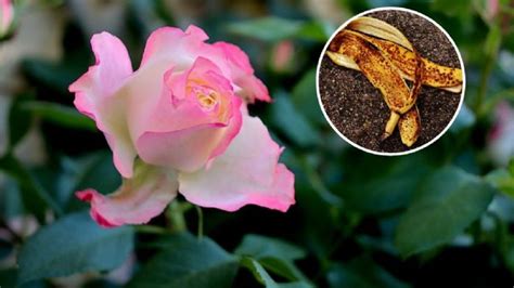 10,000+ Organic Rose Fertilizer Tips for Blooming Beauties