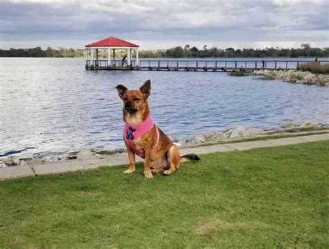 10,000+ Pet-Friendly Places in Orlando, Florida