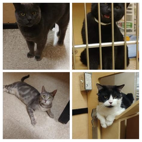 10,000+ PetSmart Cats Desperately Need Adoptive Homes