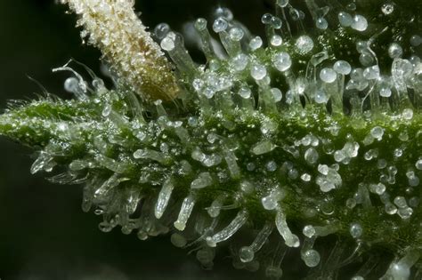 10,000+ Pot Crystals: A Comprehensive Guide to Crystals in Cannabis Cultivation