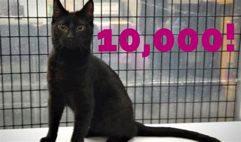 10,000+ Purebred Cats in Shelters: A Surprising Truth