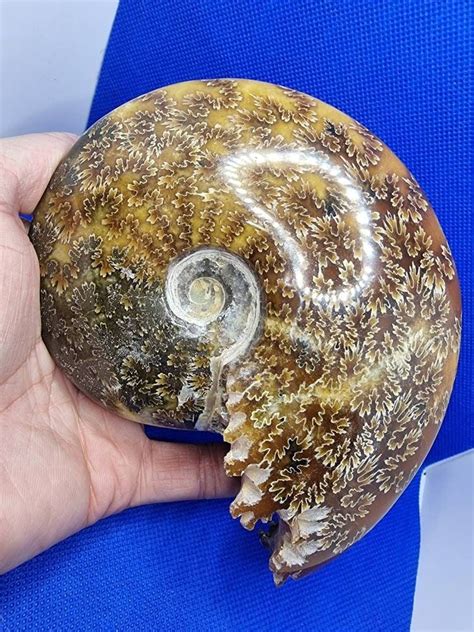 10,000+ Rare Ammonite Fossils for Sale: Discover Earth's Ancient Treasures