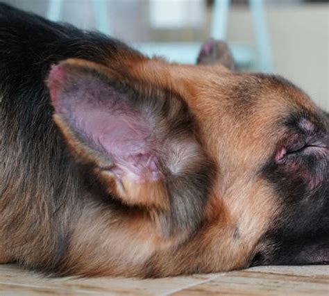 10,000+ Reasons Why You Should Pay Attention to Rash in Dogs Ear