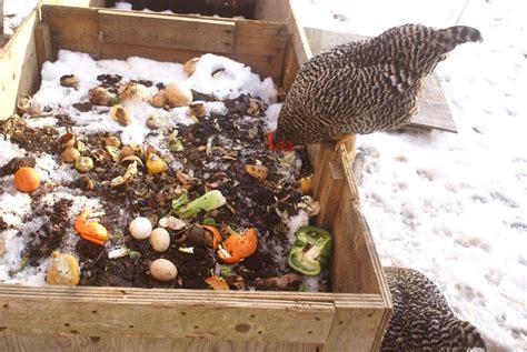 10,000+ Reasons to Own a Chicken Compost Machine