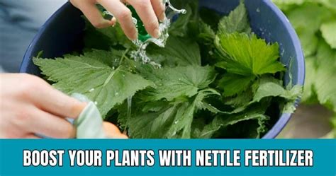 10,000+ Reasons to Use Nettle Fertilizer