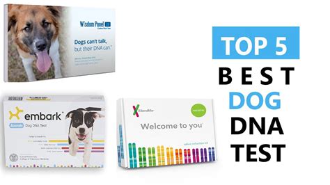 10,000+ Things to Know Before You Buy Canine DNA Testing Kits