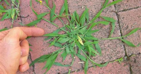 10,000+ Tricks for Crabgrass & Fertilizer: A Comprehensive Guide