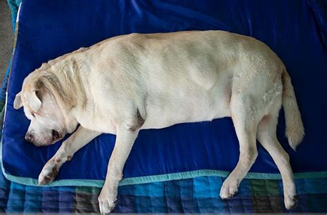 10,000+ Unmissable Truths About Fatty Lumps on Dogs