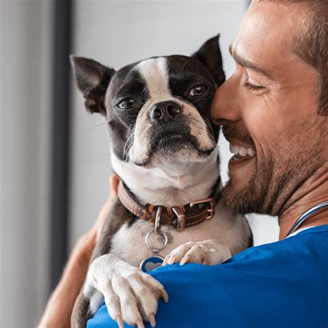 10,000+ Vets Near You for Dogs: Find the Best Care Today!