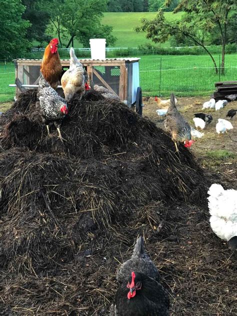 10,000+ Ways to Crush Chicken Manure