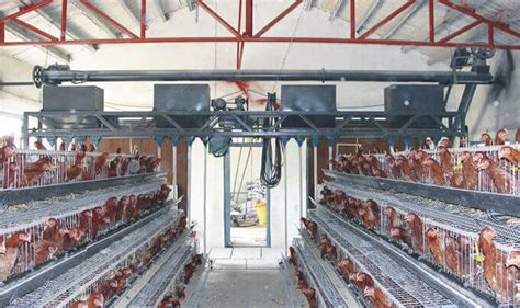 10,000+ Ways to Feed Poultry With Machines