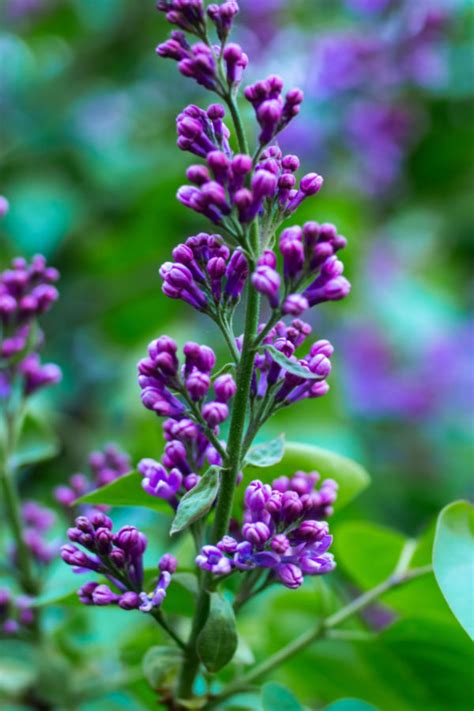 10,000+ Ways to Fertilize Your Lilac