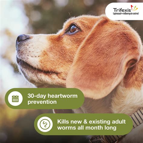 10,000+ Ways to Prevent Heartworm and Flea Infestations