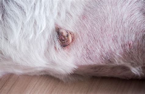 10,000+ Ways to Recognize Cancerous Tumors on Dogs' Skin