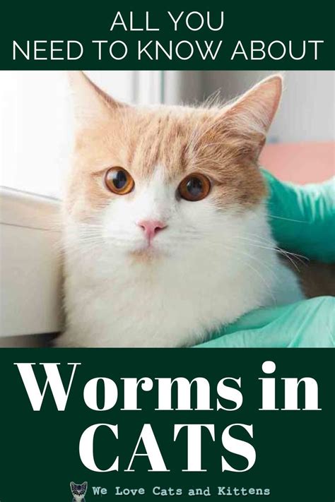 10,000+ Word Guide to Everything You Need to Know About Treating Worms in Cats