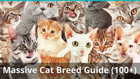 10,000+ Word Ultimate Guide to Feline Weight