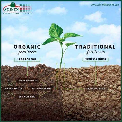 10,000+ Words of Wisdom on Plant Fertilizers