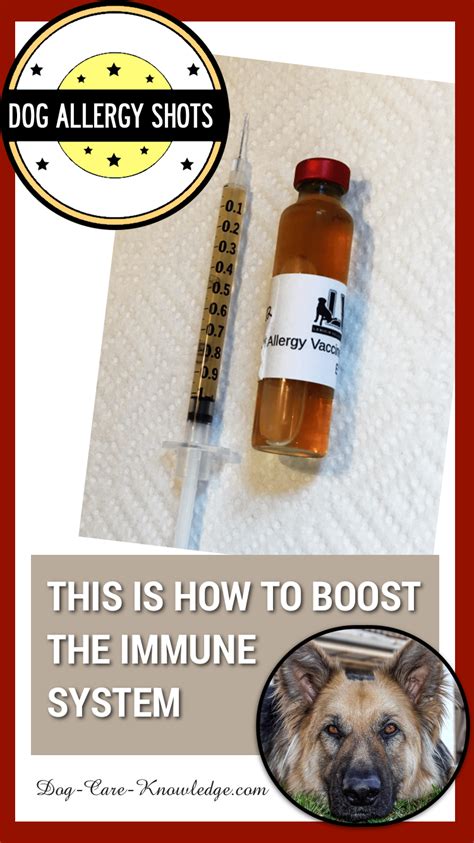 10,000+ Words on Allergy Shots for Dogs: The Ultimate Guide