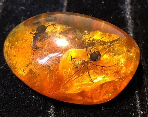 10,000+ Years of Trapped Beauty: Amber with Bugs