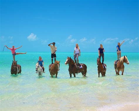 10,000 Amazing Provo Ponies in Turks and Caicos: A Comprehensive Guide