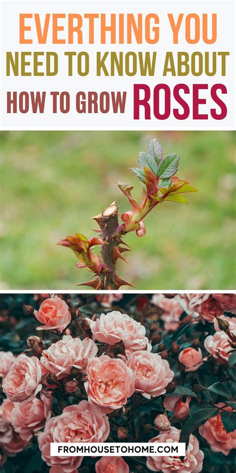 10,000 Essential Tips for Fertilizing Your Rose Plants to Perfection