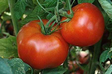 10,000 Facts About Jersey Tomato: The Heirloom Treasure