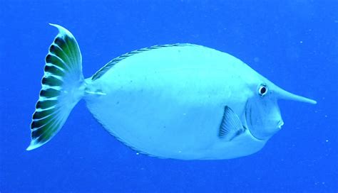 10,000 Facts about the Palia Unicorn Fish: An In-Depth Guide to the Enchanting Underwater Unicorn