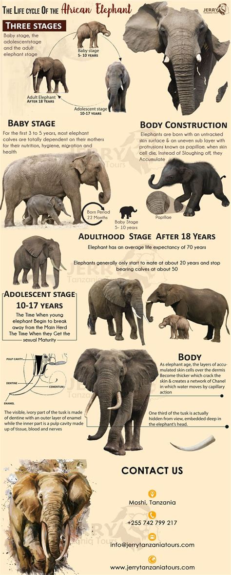 10,000 Fascinating Facts About the Lifespan of an Elephant