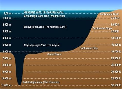 10,000 Fathoms and 50,000 Leagues: Exploring the Depths of the Ocean